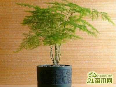 文竹的修剪方法图解 养花技巧：文竹的家庭养护和修剪技巧，文雅之竹！