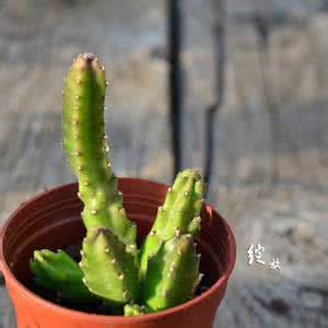 大花犀角 多肉植物大花犀角介绍