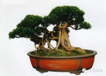 中华蚊母盆景养护 中华蚊母的制作与养护