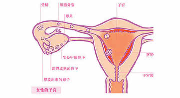 卵和精子结合过程视频 卵子受精过程