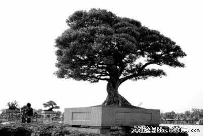 千年矮树的价值 千年矮树的价值 千年矮