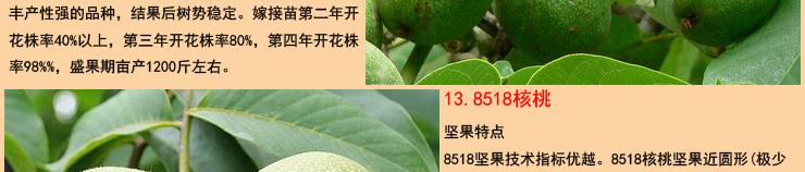 核桃树不嫁接能结果吗 核桃树不嫁接能结果吗 核桃树有毒吗？