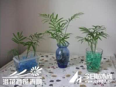 家庭水培花卉 家庭水培(养)花卉常见问题解答
