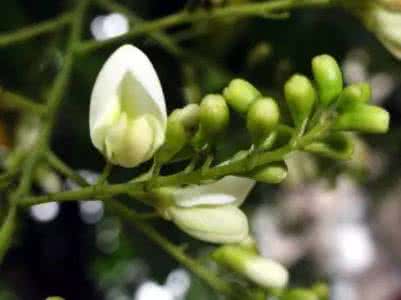 槐花的吃法 生活 | 还吃槐花吗？赶紧看，别怪我没告诉你！