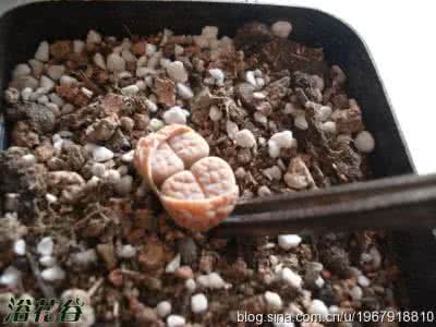 生石花种子发芽过程图 新购生石花上盆全过程(图)