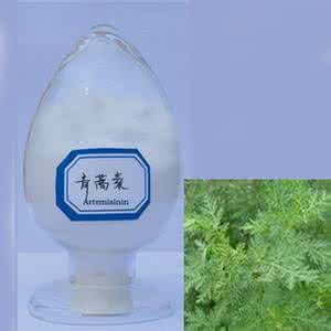 青蒿素之母 青蒿素之困