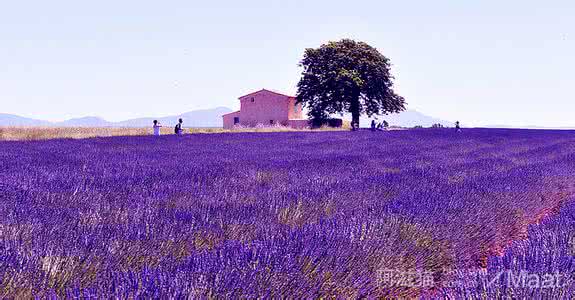 普罗旺斯薰衣草花海 法国普罗旺斯最大的薰衣草花海自驾记录