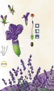 香草兰的播种 香草播种之前要先了解三要素