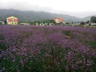 重庆赏花地图 重庆赏花地图 月月赏花(图)