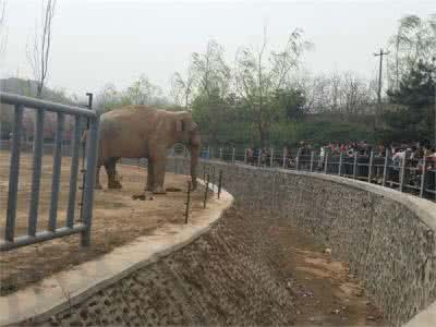 石家庄动物园 石家庄动物园 【石家庄动物园】石家庄动物园园内介绍