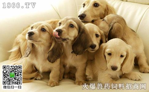 犬膀胱炎 犬膀胱炎的症状有哪些