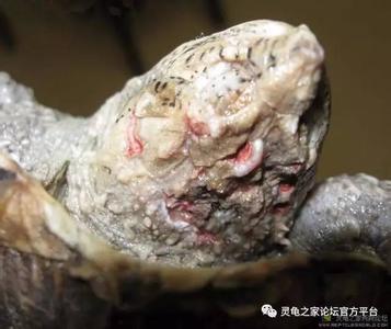 治疗疥疮的食物 治疗疥疮的食物 哪些食物能够抑制疥疮