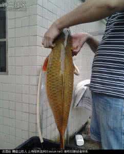 野钓鲤鱼窝料 【原创】野钓鲤鱼窝料制作