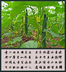 七律春雨 七律 春野人家