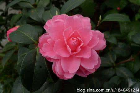 耳垂纹身 身患中風不用慌十宣耳垂把血放