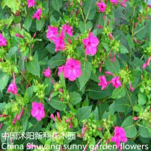 草本花卉种子 草本花卉种子贮藏方法