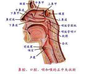 咽喉炎吃什么食物好 咽喉疼痛 多吃流体食物缓春咽喉疼痛