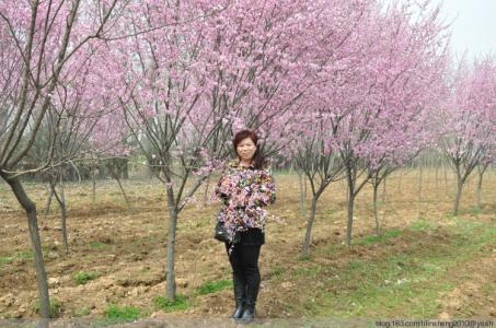 花开多风雨 听花开 看雨落 让风雨浅释岁月的美丽【美文欣赏】