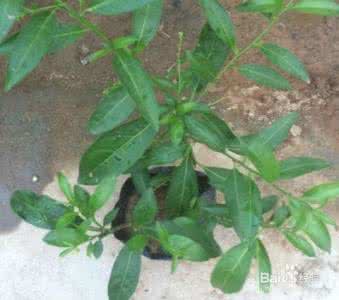 夜来香的养殖方法 夜来香的养殖方法 解析夜来香的养殖方法有哪些 如何养好夜来香