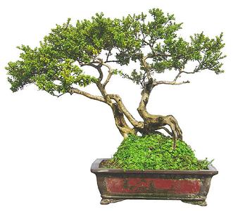 插花造型的基本原则 盆景造型的基本原则