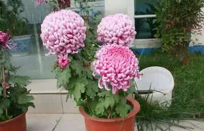 喜欢养花的人 献给那些喜欢养花