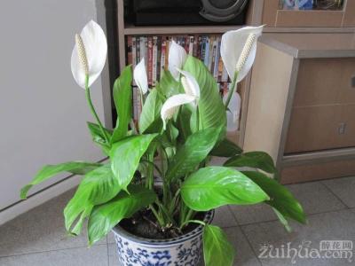 水塔花的家庭养殖方法 白鹤芋的养殖方法