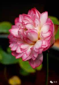 期许 盈盈花开 默默期许