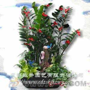 组合盆栽花卉 组合盆栽花卉 花卉组合盆栽乐趣多
