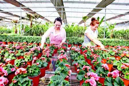 花卉种植 花卉种植与人体健康(八)