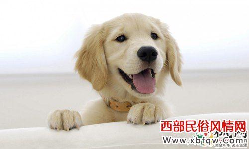 做梦梦到狗咬我手 梦见被狗咬手 梦到被狗咬手_梦见被狗咬手