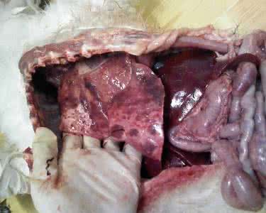 小儿肺炎能根治吗 五个鸡苦胆根治小儿肺炎