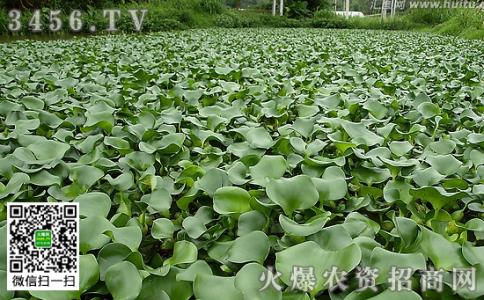 水葫芦的作用 水葫芦的作用 【水葫芦的作用】水葫芦的作用有什么