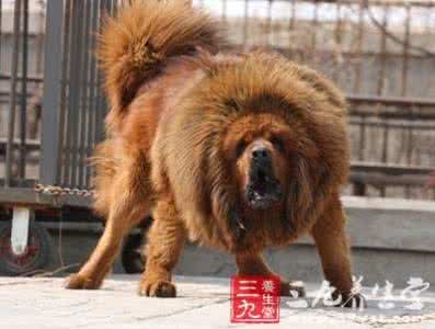 男子徒手打死藏獒 男子偷藏獒被吃穷 盘点养狗对健康的7种益处