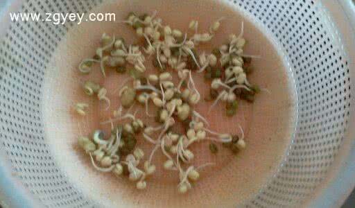 自己在家如何生黄豆芽 如何在家自己生黄豆芽？大家都回家试试吧！