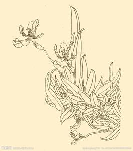 最简单的白描花卉 白描花卉 清新优美的白描花卉