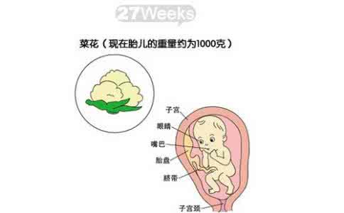 23周羊水深度标准 羊水深度标准 羊水标准