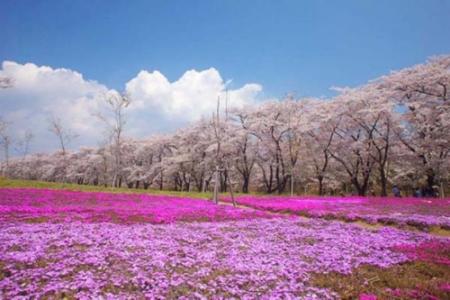 中国花亭湖风景名胜区 因花得名的中国名胜(图)