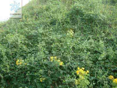 紫花大翼豆 大翼豆