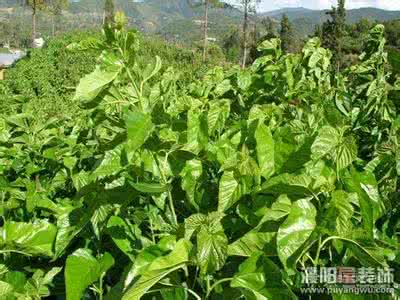 桉树叶的功效与作用 桉树叶 桉树叶的功效与作用