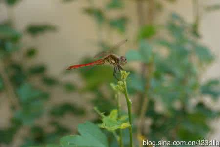 不可惊扰的寂静 不惊扰，最好的照顾