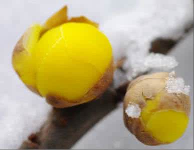 腊梅花怎么养 腊梅花怎么泡酒？