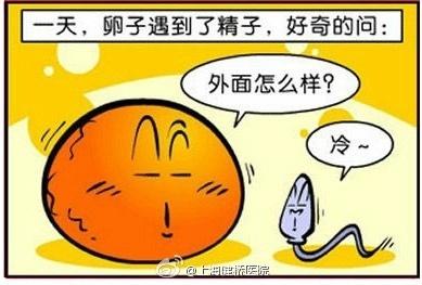 提高卵子质量的食物 卵子质量不好怎么办?两类食物来帮你