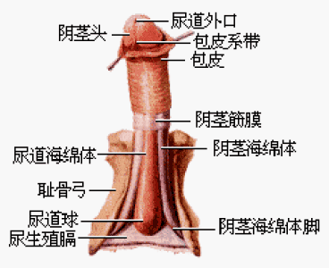 教你如何预防包皮龟头炎