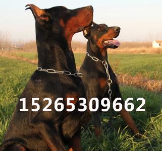 杜宾犬的优点和缺点 杜宾犬多少钱一只