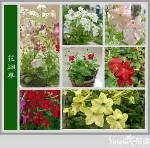 家庭花卉栽培 家庭常见花卉栽培与欣赏(七)