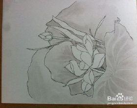 荷花画法 素描铅笔画 荷花画法 素描铅笔画 工笔荷花画法