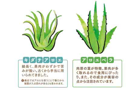 精绝国女王有多美 埃及艳后到底有多美 神奇的植物芦荟女王到底有多美？