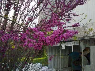 陌上花花卉论坛 陌上花花卉论坛冬季绿化带剪的枝条，提前生根啦！