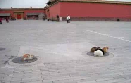 流浪猫狗如何熬过冬天 流浪猫是这样过冬天的...北方下雪了，如果可以...请...