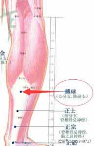 南京防水董氏防水 董氏奇穴准确穴位(正士 搏球 一重 四花上穴 四花中穴 四花副穴 四花外穴)
